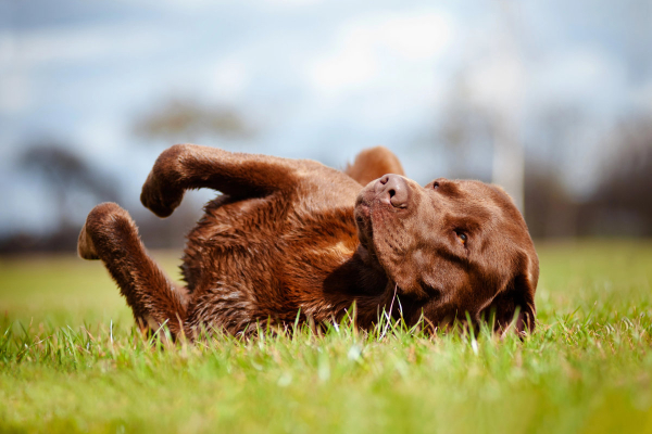 Dog rolling in grass