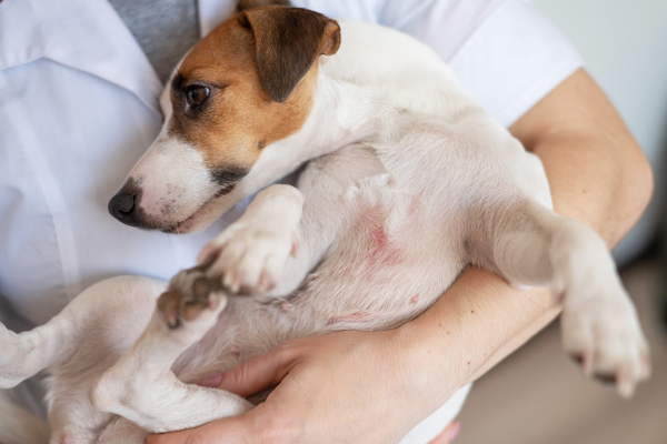 Vet holding a terrier dog with a rash on his stomach