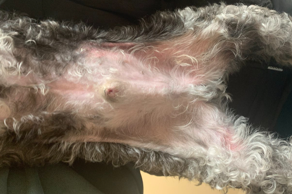 Dog with rash on his stomach