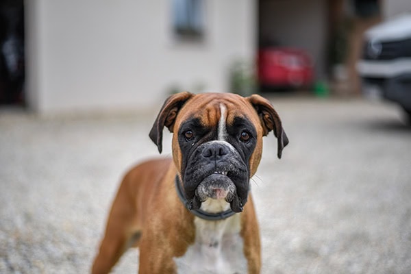 Boxer dog looking at the camera