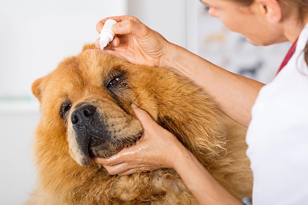 Vet applying an eye drop to a dog's red eyes