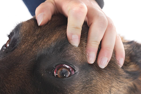 Dog with red eye from hemorrhage