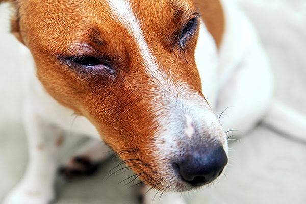 Dog with red eyes
