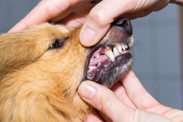 Owner gently lifting dog's lips to check their dog's gum color 