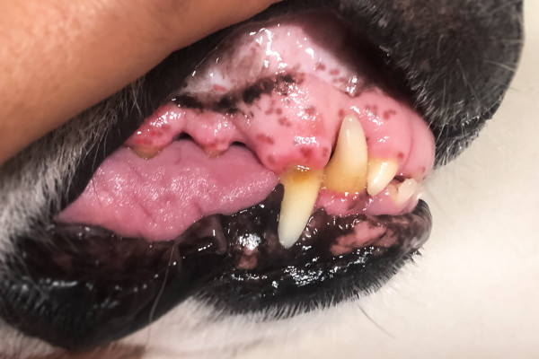 A dog with red gums and petechiae spots (little red blood spots)