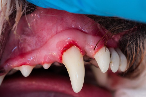 A dog with red gums after a dental cleaning