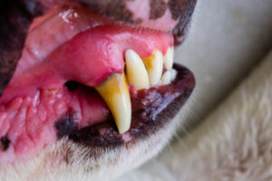 Red Gums in Dogs: 9 Causes & When To See Your Vet - Dr. Buzby's ...