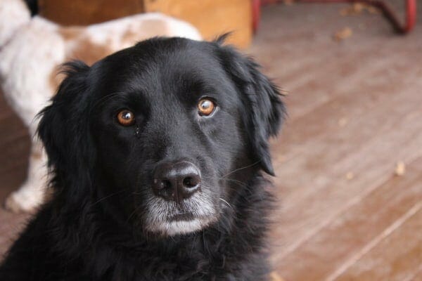 Older, black haired dog sitting on the deck