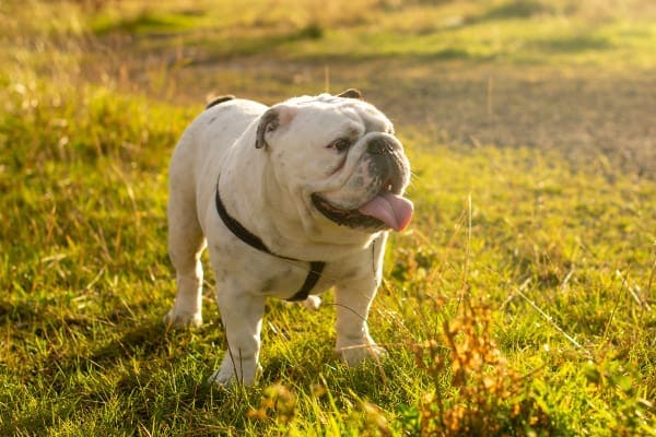 Brachycephalic dogs, like this English Bulldog standing in a grassy field, are more prone to reflux 