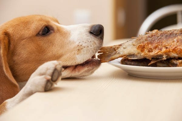 Beagle trying to steal fried fish off a plate