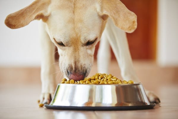 Yellow lab eating out of a food dish, photo