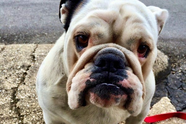 English Bulldog, a Brachycephalic dog more prone to acid reflux, sitting while on a walk