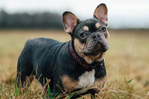 French Bulldog in a field