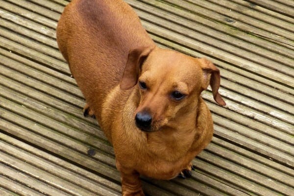 Overweight Dachshund on the deck to illustrate that overweight dogs are more prone to acid reflux