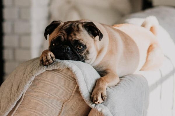 Pug lying on the back of couch, photo