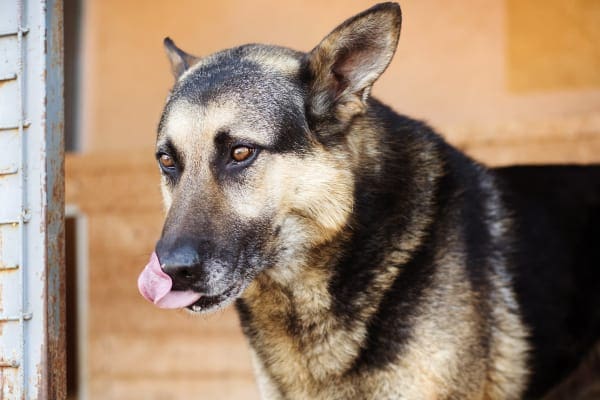 German Shepherd licking his lips, which is one sign of acid reflux in dogs