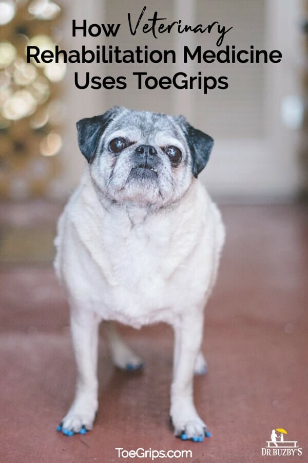 Pug wearing ToeGrips® and Title How Veterinary Rehabiliation Medicine Uses ToeGrips®