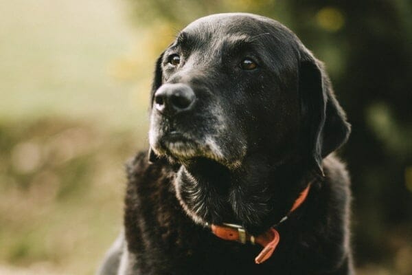 black lab senior dog photo