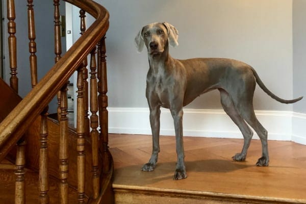 photo of dog standing on hardwood floor as example of home modification for relieving arthritis in dogs