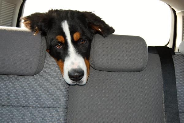 Dog sitting in the back seat of the car looking car sick