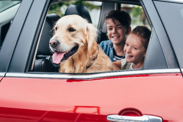 Dog sitting in the backseat with two kids