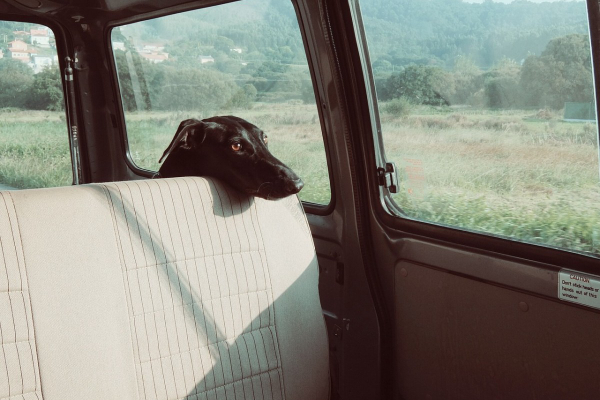 Greyhound in the backseat of the car looking nervous