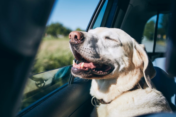 Yellow Labrador Retriever dog in the car with window rolled down looking happy