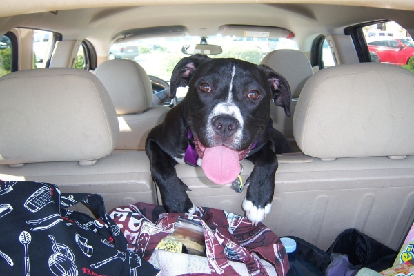 Happy dog looking out over the back seat of a car and feeling good from dog car sickness remedies