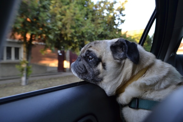 Pug dog with car sickness looking out the car window
