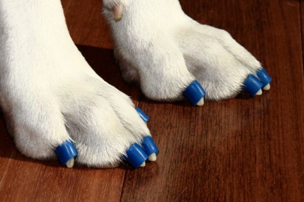 Dog wearing blue Dr. Buzby's Toe Grips, photo