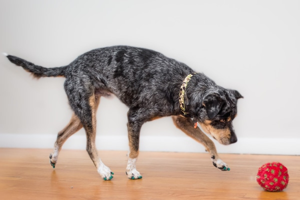 Heeler cross walking on hardwood floor after a red ball wearing green Toe Grips, photo