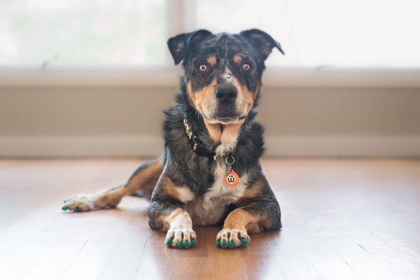 Heeler mix lying on the slick floor wearing green Toe Grips, photo