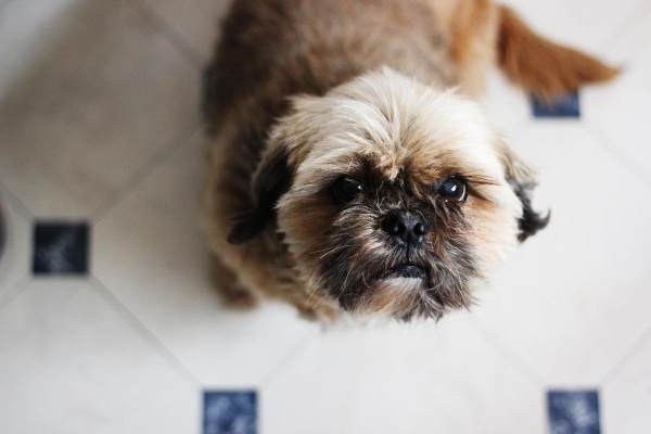 Shih Tzu dog sitting on slippery tile floor looking upward, photo