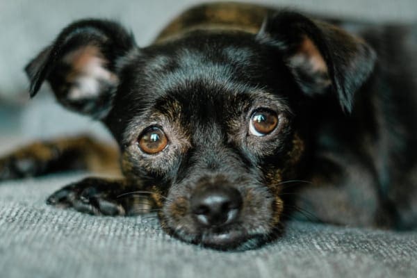 Dog looking tired and resting on the carpet