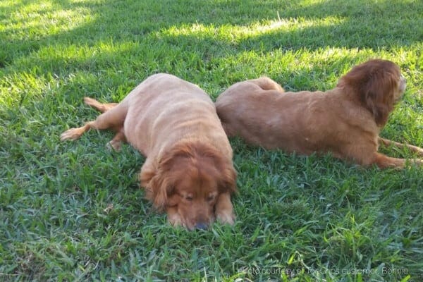 2 Golden Retrievers lying in grass, photo