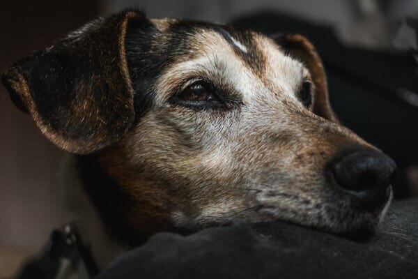 grey-faced senior dog looking into distance. photo. 