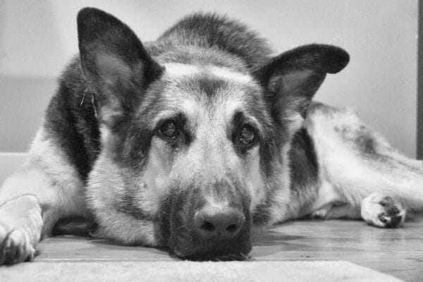 photo sad german shepherd as example of a dog suffering from joint pain 