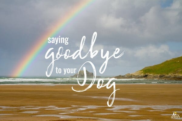 dog euthanasia photo of rainbow and title saying goodbye to your dog 