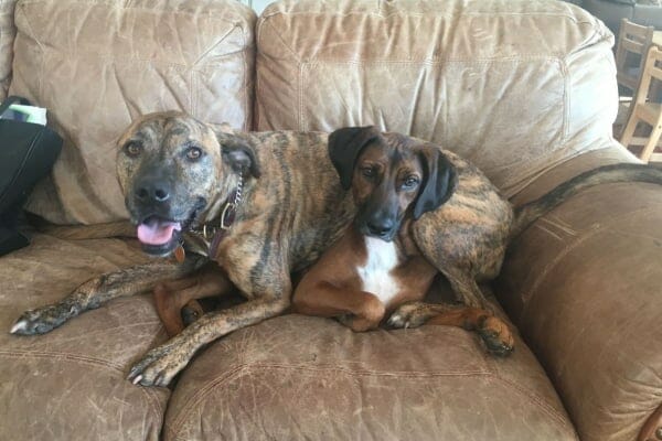 two dogs on couch