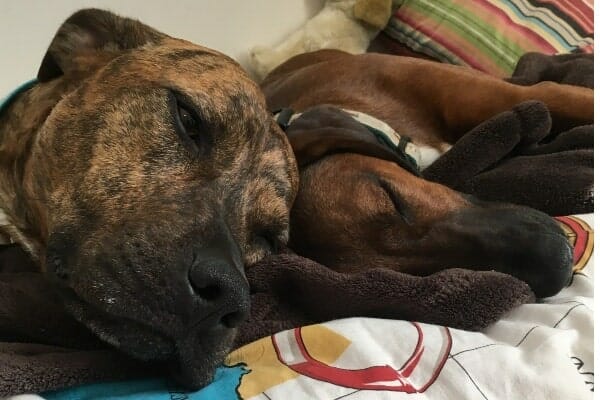 two dogs sleeping next to each other