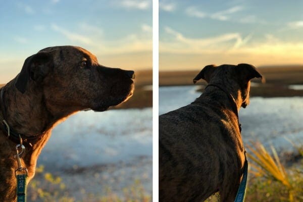 dog at marsh at sunset night before euthanasia