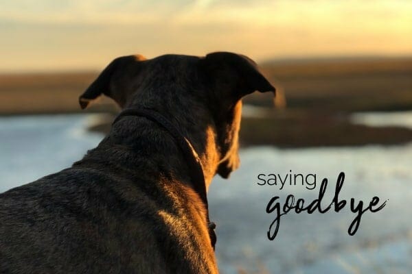 Saying Goodbye to Our Dog: Dr. Buzby's Heartfelt Story of How Her