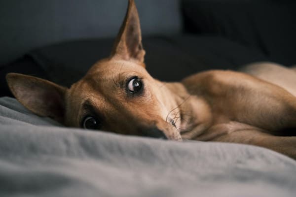 scared and restless dog lying down