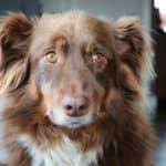 Old Dog Seizures: Everything You Need to Know to Help Your Dog