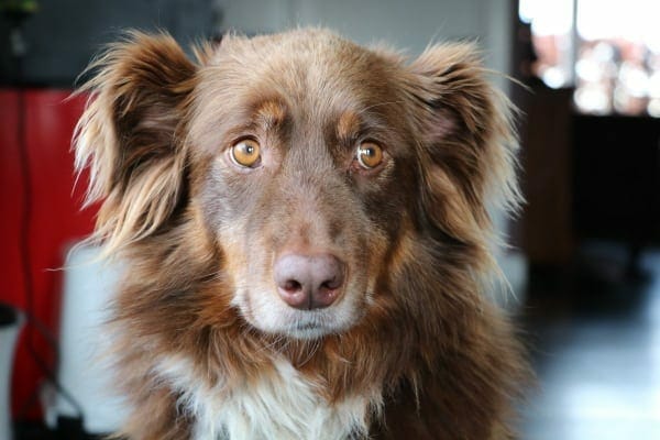 Brown Aussie mix dog looking to the side, photo