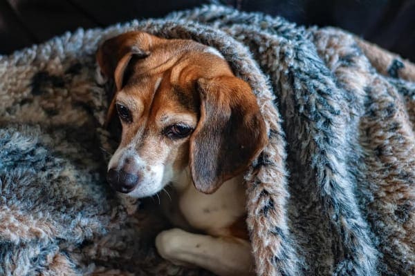 Beagle snuggled up in blankets, photo