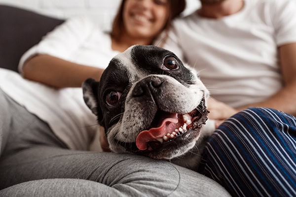 Dog with his owners on the couch