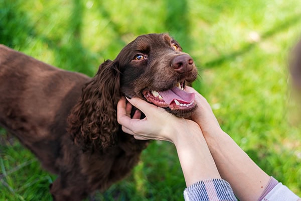 Dog out in a field with his owner