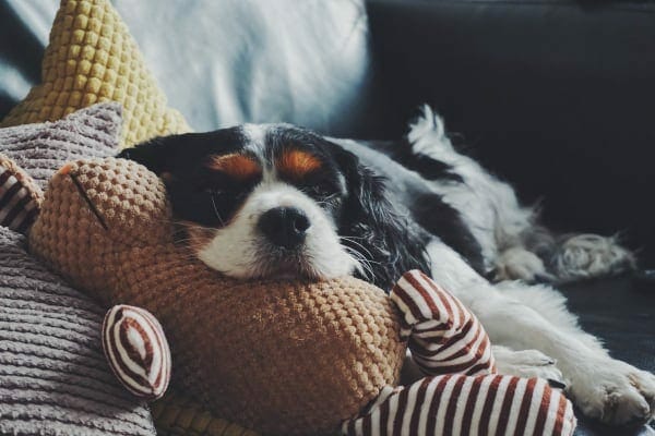 Cavalier King Charles Spaniel lying in bed with a toy, photo