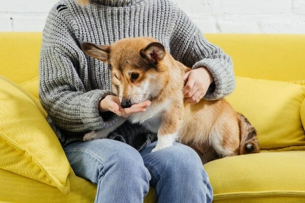 Owner giving Corgi a treat with medication, photo